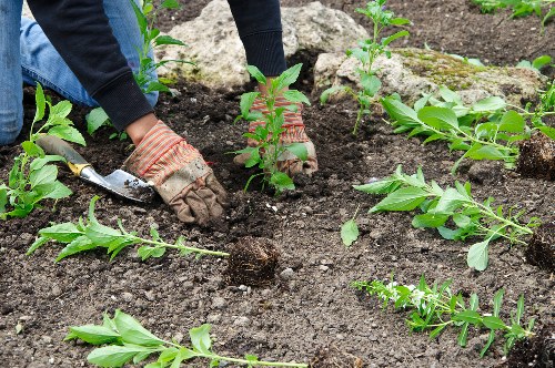 Tidy planting beds and mulch finishing for a residential outdoor space
